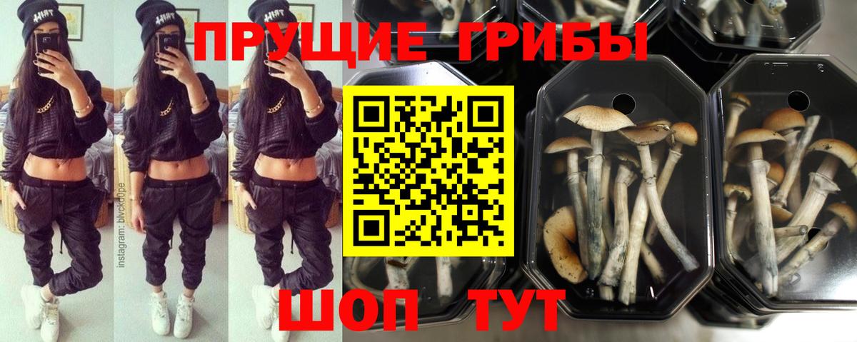 Псилоцибиновые грибы Magic Shrooms  Вход с VPN  Галлюциногенные грибы мицелий  Сухой Лог 